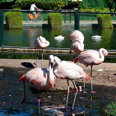 Parques & Jardines